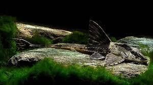 LORICRIA RIO ATABAPO 6-7