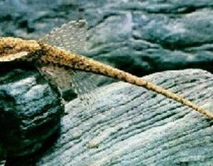 LORICARIA FILAMENTOSA 4-5